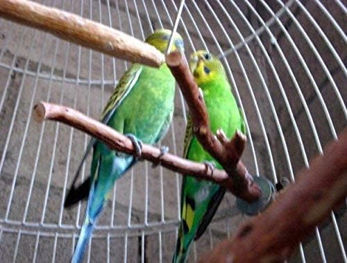 12" Manzanita Forked Perches Set of 4