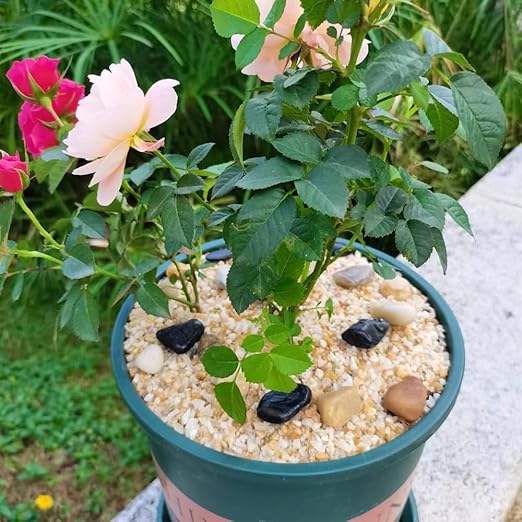 12lb Coarse Sand Stone, Silica Sand for Plant, Soil Cover Succulent and Cactus Bonsai Horticultural Sand, Natural Decorative Sand for Vases Fillers.