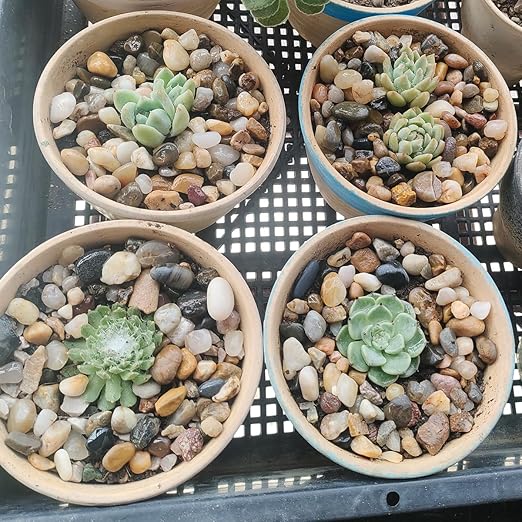 10LB Decorative River Rocks Gravel -2/5" Mixed Color Gravel for Vase Filling, Flower Pot Paving. Gravel for Garden Decoration,Landscaping,Aquarium Aquascape Gravel, Fish Tanks Gravel(8-12MM)