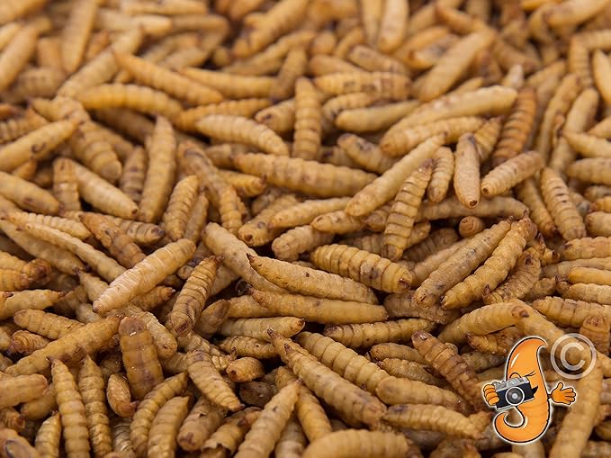 11lb Dried Black Soldier Fly Larvae (High in Calcium & Protein) for Wild Birds, Chickens, Sugar Gliders, Hedgehogs, Reptiles etc.