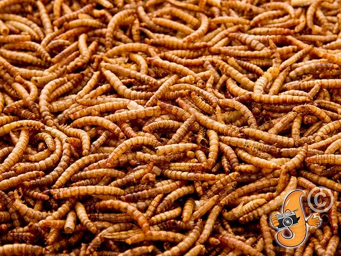 11lb Chubby Mealworms Bulk Dried Mealworms High Protein Treat for Chickens, Ducks, Birds and Much More